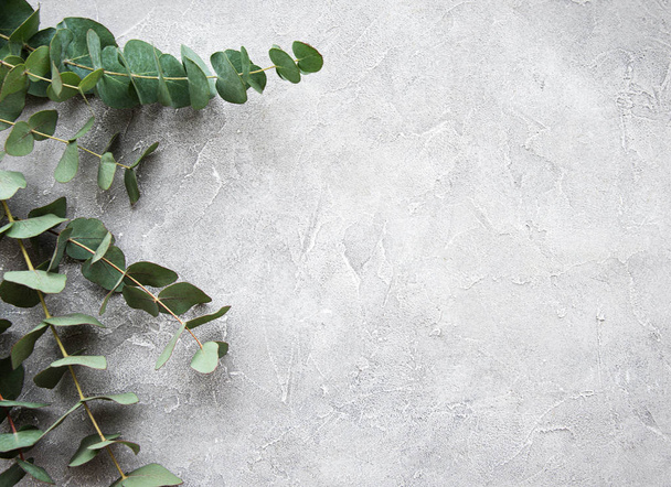 Eucalyptus branches on a concrete background - Foto, afbeelding