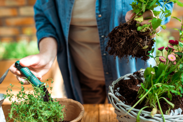 cropped view of senior woman holding green plant with ground near flowerpot  - Foto, Bild