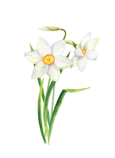 Watercolor narcissus flower. Hand drawn daffodil bouquet illustration isolated on white background - Valokuva, kuva