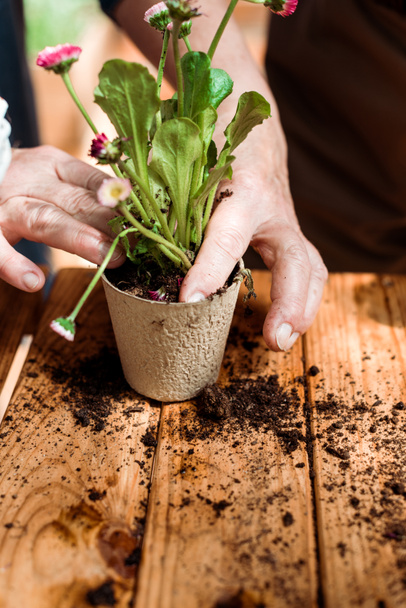 cropped view of senior man planting green plant in flowerpot   - Photo, Image