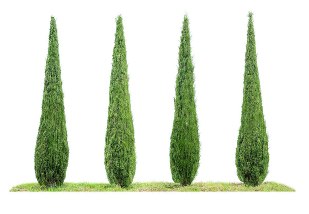 vier isolierte Zypressen auf weißem Hintergrund - Foto, Bild