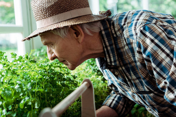 selective focus of retired man in straw hat smelling green plants - Foto, imagen