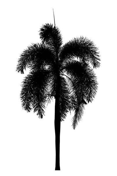 Palmiye ağacı silueti. Beyaz arka planda güzel süs bitkileri. - Fotoğraf, Görsel