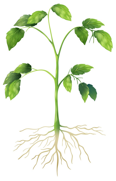 Planta verde
 - Vector, Imagen