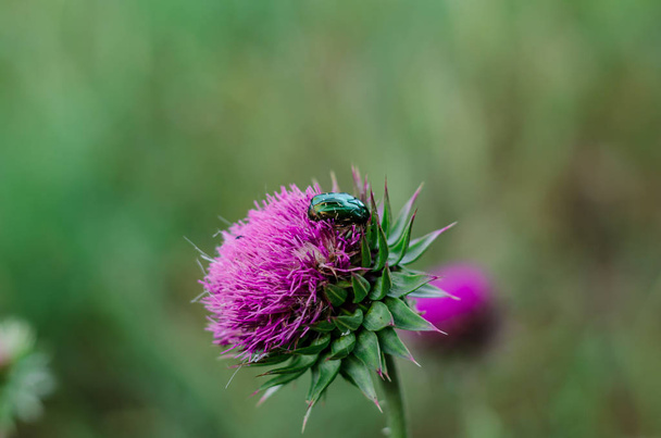 Το γαϊδουράγκαθο είναι κοντινό. Σχετικά με το μπουμπούκι υπάρχει ένα μικρό bug Bronzovka χρυσαφί, ή συνηθισμένο χάλκινο (lat. Cetonia aurata). Το φόντο είναι θαμπό, όλη η προσοχή είναι σε ένα μικρό πράσινο έντομο και ένα τεράστιο μωβ λουλούδι. - Φωτογραφία, εικόνα