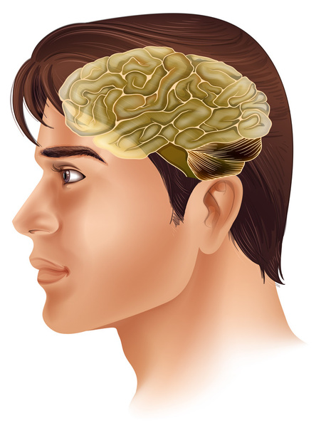 Cervello umano
 - Vettoriali, immagini