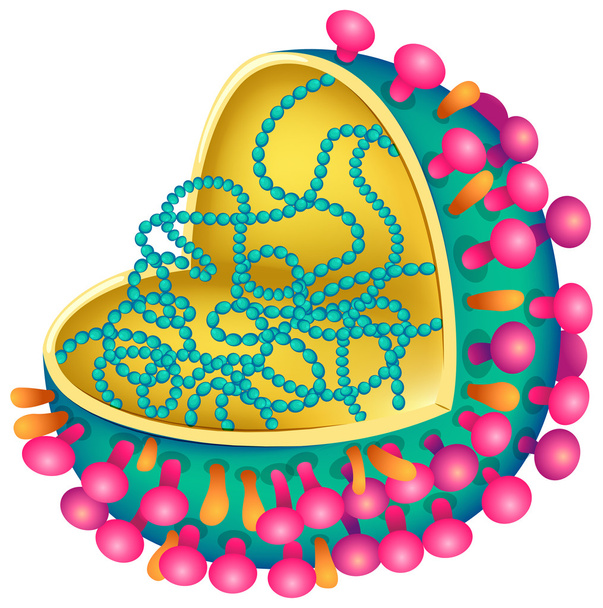 Vírus da gripe
 - Vetor, Imagem