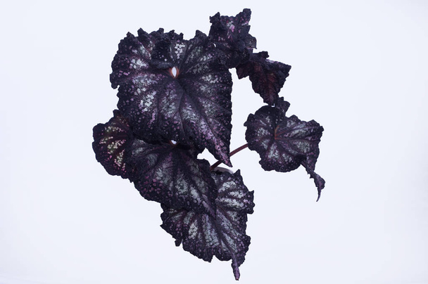 Begonia Rex op een witte achtergrond - Foto, afbeelding