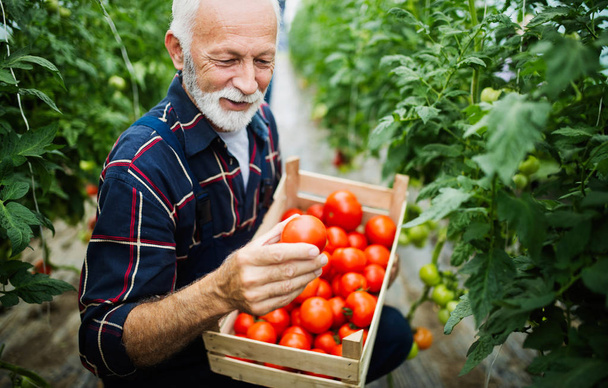 Mature gardener with a basket of harvested vegetables in the garden - Photo, Image