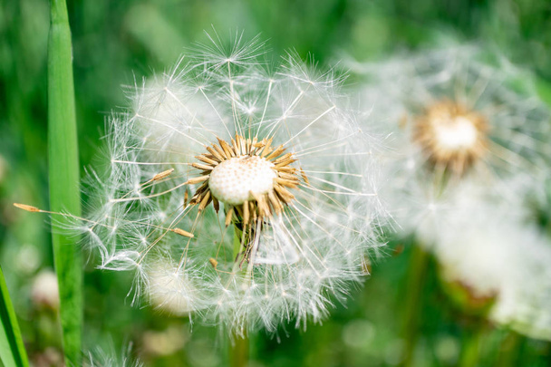 Mniszek kwiat z nasion bliska na kolorowym tle bokeh. Makro zdjęcie letniej sceny przyrodniczej - Zdjęcie, obraz