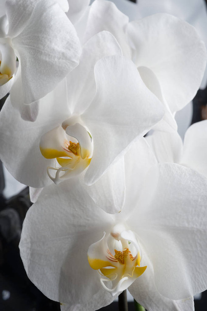 White orchid flowers agaist glamure black  background. macro sho - Fotó, kép