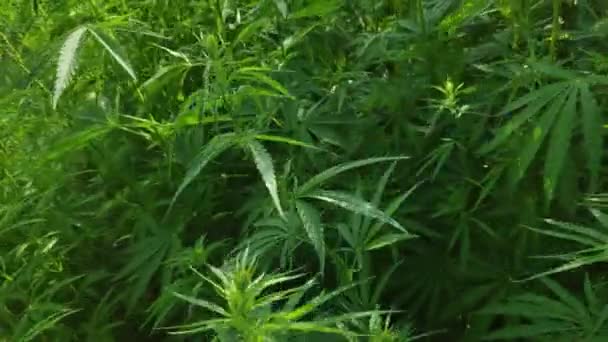 duże krzewy marihuany. zielone liście konopi. wideo o szerokim zakresie dynamiki. profil kolorów - Materiał filmowy, wideo