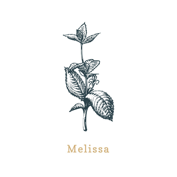 Vector Melissa sketch. Drawn spice herb in engraving style. Botanical illustration of organic, eco plant. - Вектор, зображення