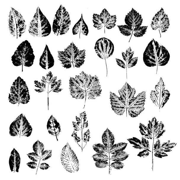 Czarne na białych liściach letnich drzew zeskanowanych wektorem - Wektor, obraz