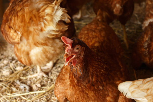hen in henhouse farm. - Photo, Image