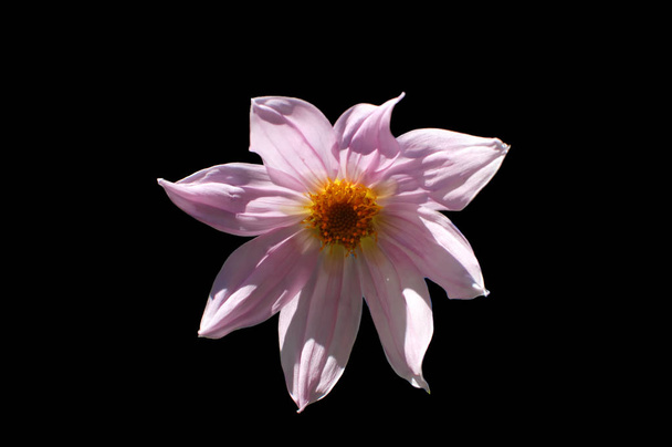 pink dahlia flower on black background - Foto, imagen