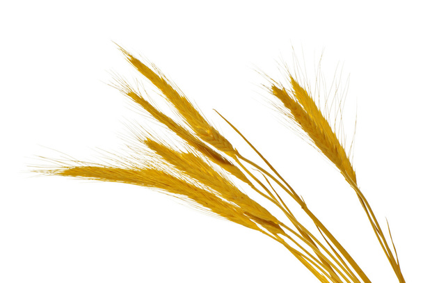 Spikelets - Photo, Image