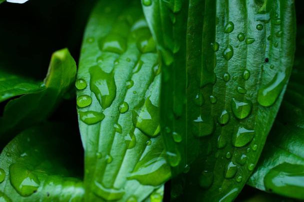 gouttes d'eau sur de grandes feuilles vertes
 - Photo, image
