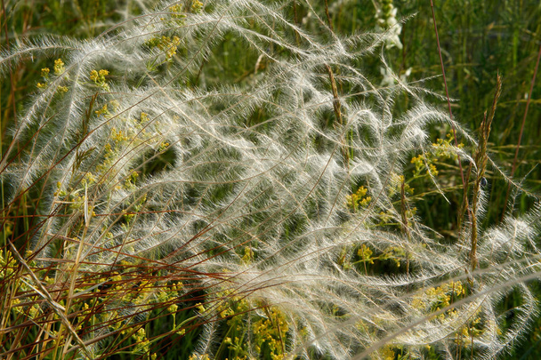 Перо-трава і жовті польові квіти. - Фото, зображення