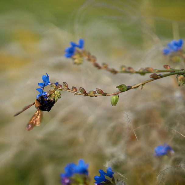 Insecte coloré sur fleur bleue recueille le pollen
. - Photo, image