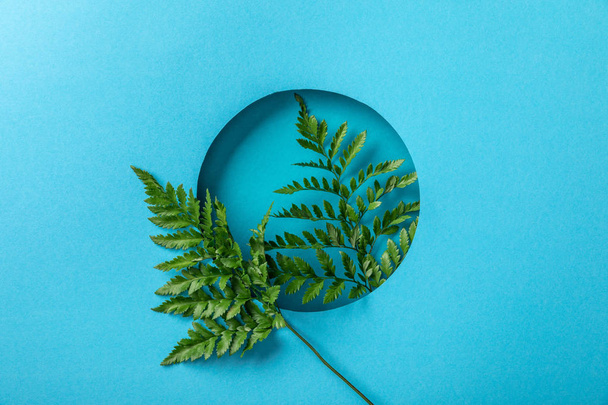 green fern leaves in round hole on blue paper  - Zdjęcie, obraz