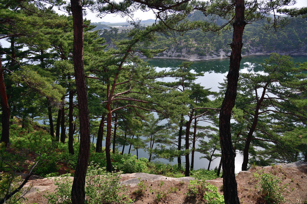 North Korean scenery. Red korean pine forest - Photo, Image