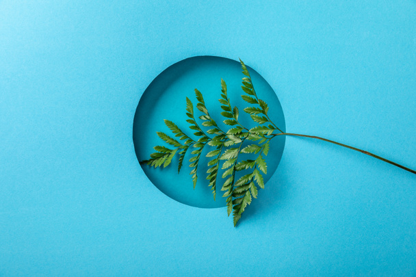 green fern leaf in round hole on blue paper background - Foto, Imagem