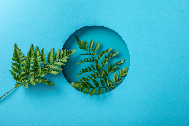 green fern leaves in round hole on blue paper  - Фото, зображення