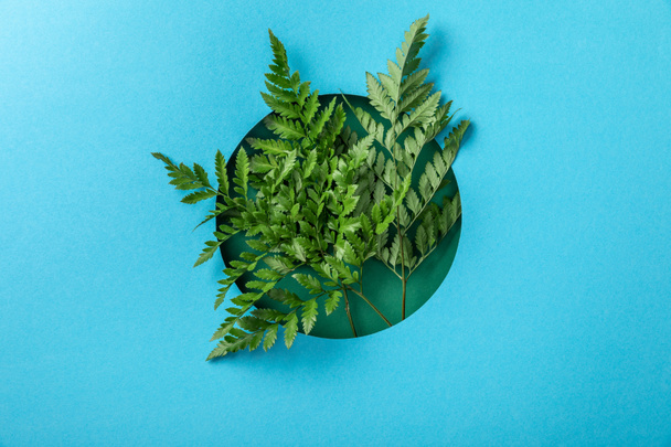 green fern leaves as decorations in round hole on blue paper  - Photo, Image