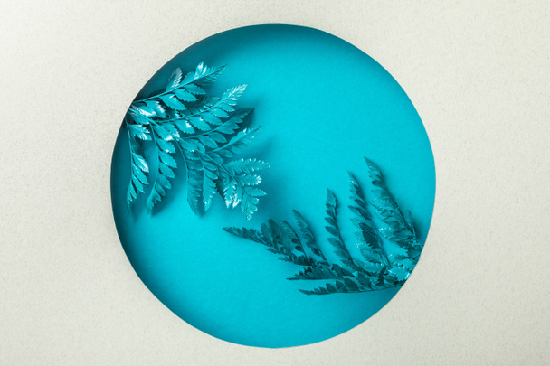 blue decorative fern leaves in round hole on white paper  - Fotografie, Obrázek