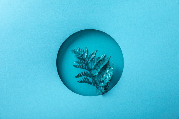 blue fern leaf in round hole on blue paper   - Φωτογραφία, εικόνα