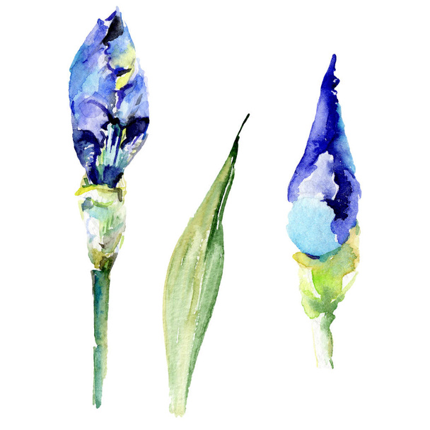 Botanische Blüten der violetten Iris. Aquarell Hintergrundillustration Set. isolierte Iris Illustrationselement. - Foto, Bild
