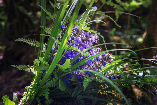 букет з дикого лісу весна айуга плазунів флауерс і піти
 - Фото, зображення