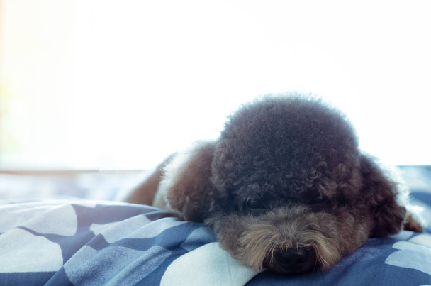 Sevimli bir genç siyah Kaniş köpek yatakta tek başına yatıyordu. - Fotoğraf, Görsel