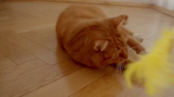 Lindo gato jengibre acostado en el piso tratando de atrapar a un tickler siendo juguetón y alegre en casa
. - Imágenes, Vídeo