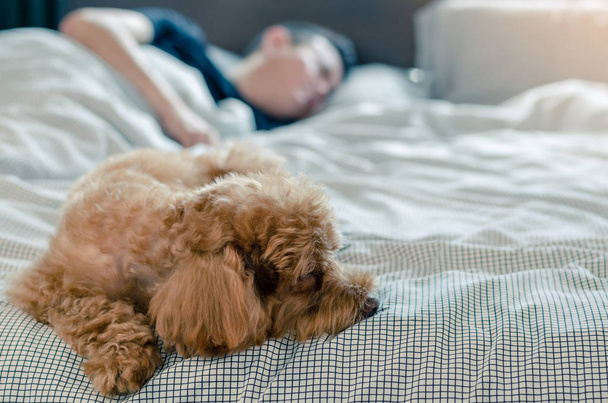 Un adorable perro caniche marrón joven durmiendo en la cama con el propietario
. - Foto, imagen