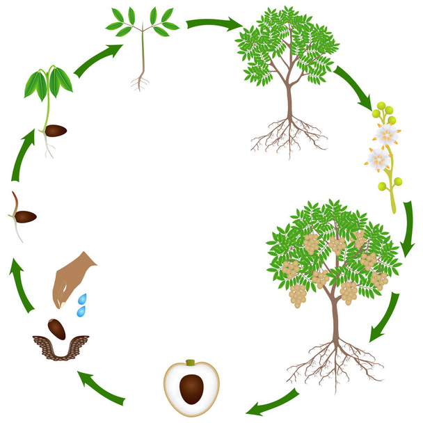 Levenscyclus van een Longan plant op een witte achtergrond. - Vector, afbeelding
