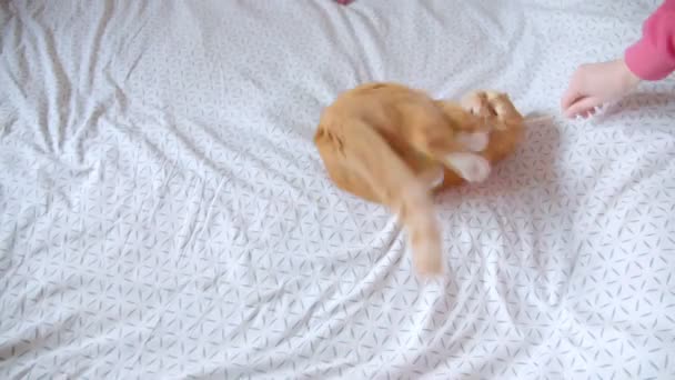 Χαριτωμένο τζίντζερ γάτα που βρίσκεται στο πίσω μέρος στο κρεβάτι προσπαθώντας να πιάσει ένα γαργαλάκι να είναι ερεθισμένος και χαρούμενος στο σπίτι. - Πλάνα, βίντεο