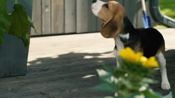 Beagle sniffing around porch - Footage, Video