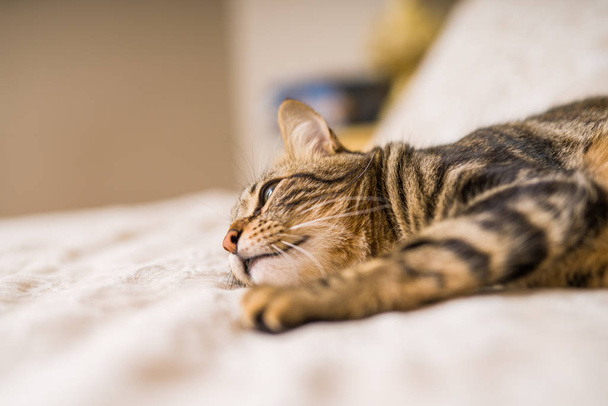 Hermoso gato de pelo corto acostado en la cama en casa
 - Foto, Imagen