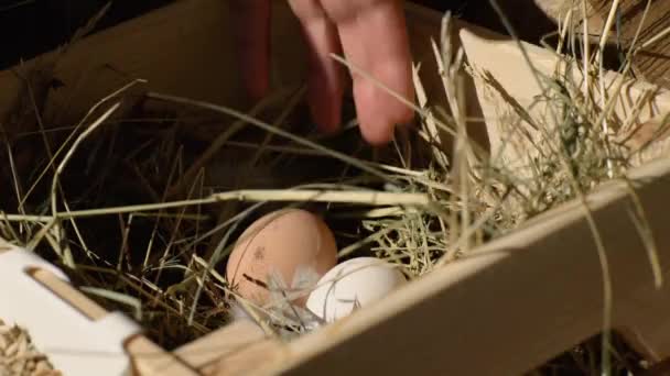 バスケットから手で卵を取る - 映像、動画