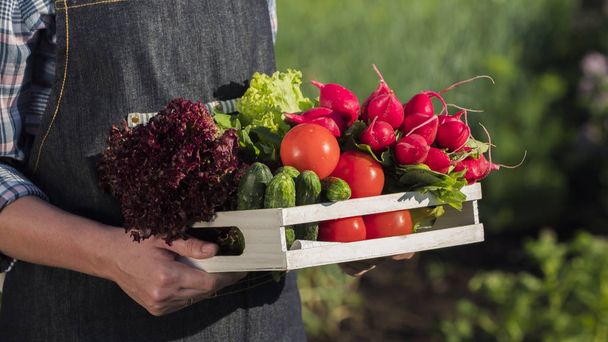 Side view of farmer holds a wooden box with a set of fresh ripe vegetables from his garden. Close-up shot - Foto, Bild