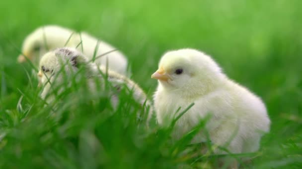Little yellow chickens sitting in green grass, moving heads and pecking grass. Beautiful and adorable chicks. - Imágenes, Vídeo