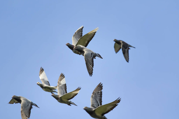 flock of flying speed racing pigeon against clear blue sky - Фото, изображение