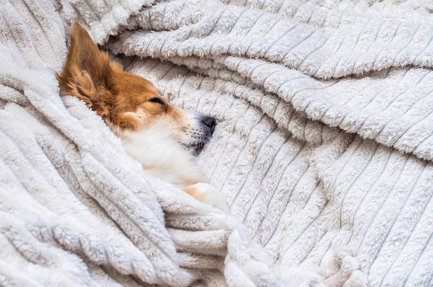 Portrait of a redhead cute dog sheltered by a blanket on the bed. The dog is sleeping. Concept dog in the apartment - 写真・画像