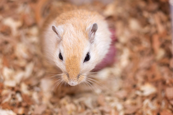 Mongolski myszoskoczka kolorowania aguta urodziła małe myszy - Zdjęcie, obraz