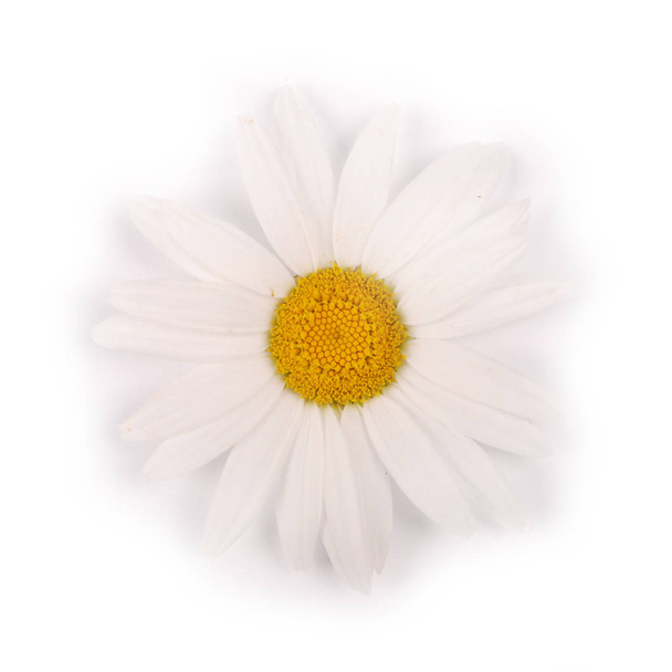 Uma flor de camomila branca isolada no fundo branco
. - Foto, Imagem
