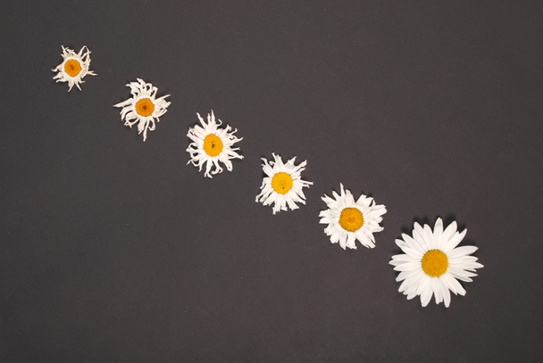 Összetétel chamomiles virágok színes papír háttér - Fotó, kép