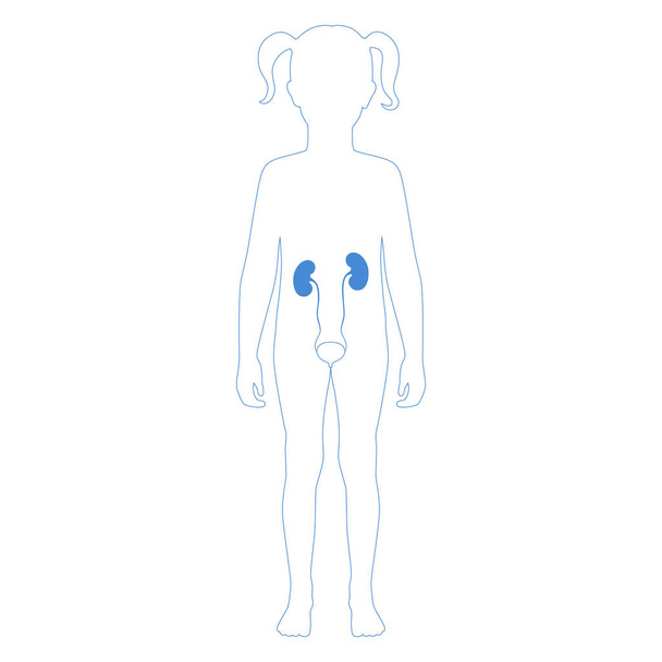 Vector isolated illustration of kidney - Вектор,изображение