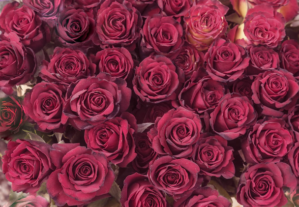 botões de rosas borgonhas vista superior
 - Foto, Imagem